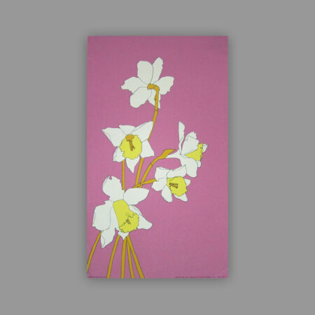 Daffs (Pink) by Tony Wrights